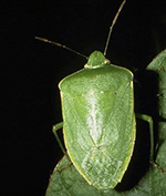 Stinkbugs produce a foul odor when disturbed. Credit: Frank Peairs, Colorado State University, Bugwood.org
